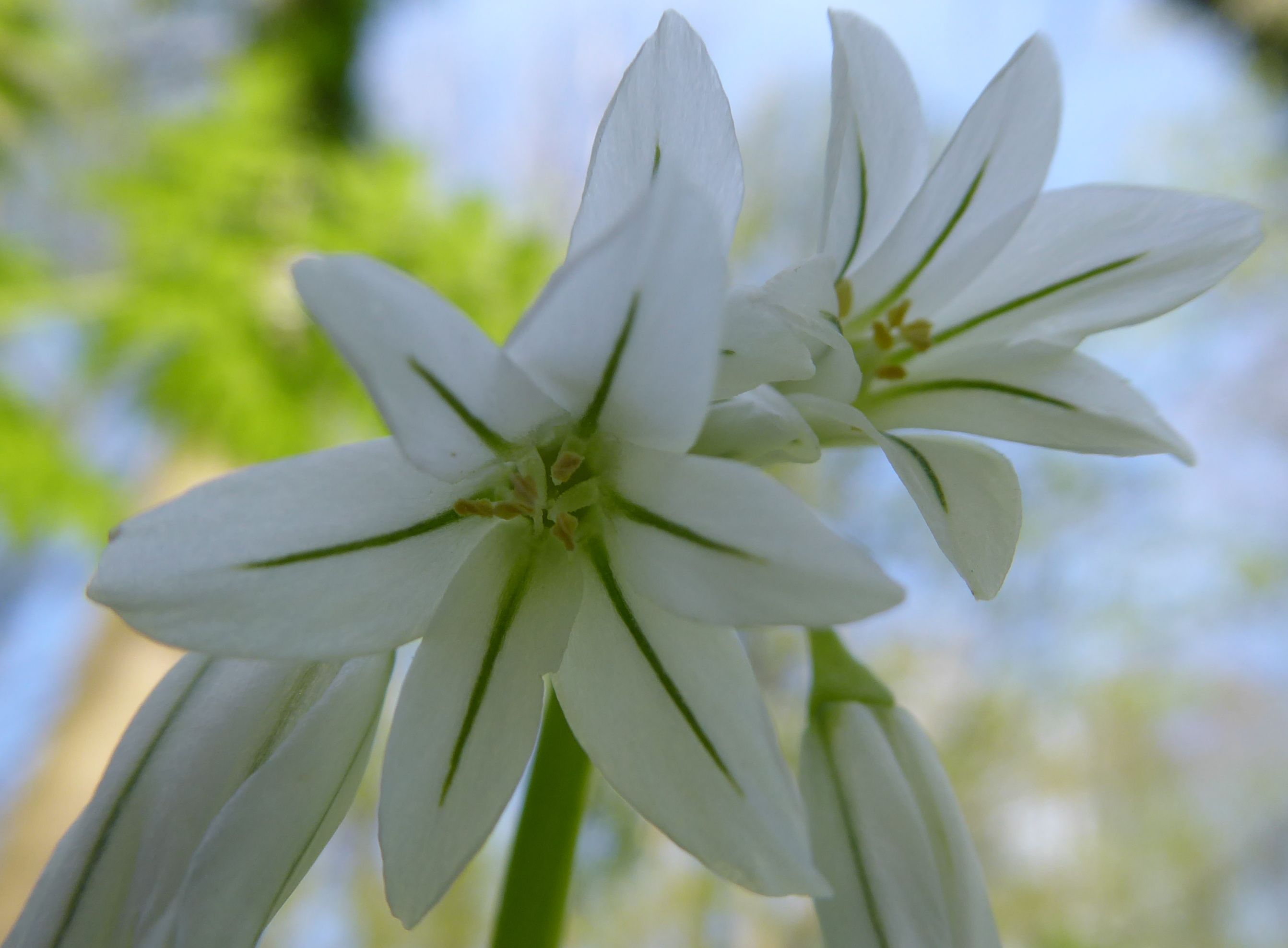 Allium triquetrum (door Koen van Zoest)