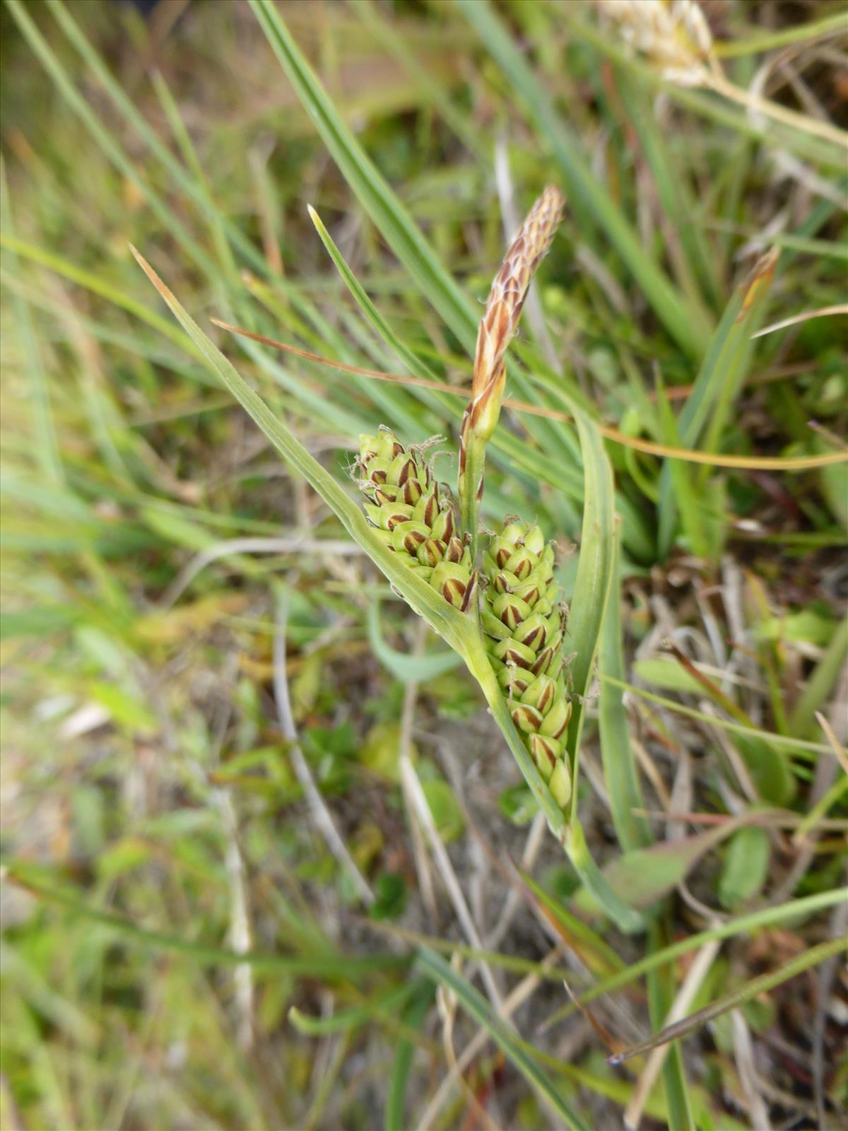 Carex trinervis (door Grada Menting)