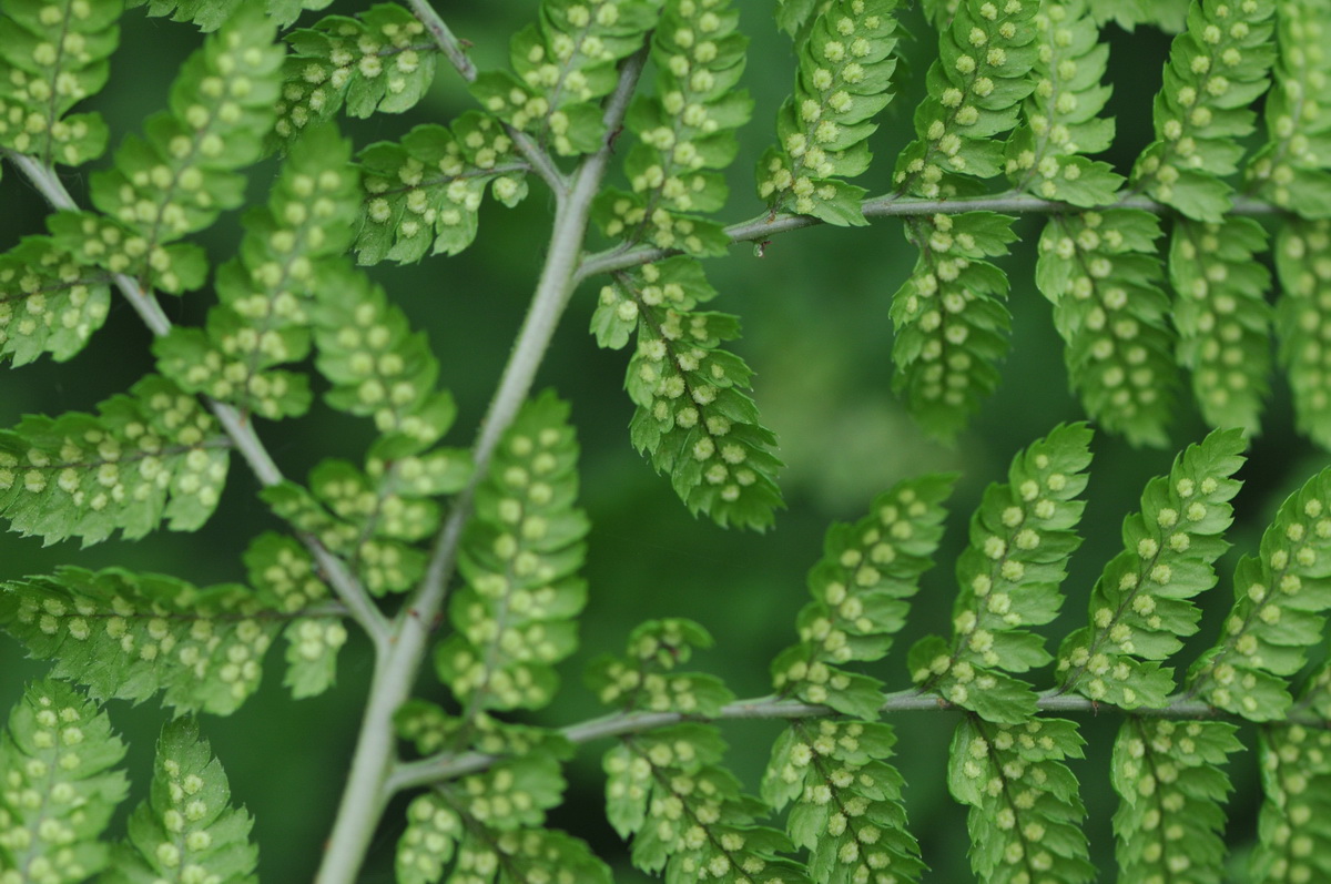 Dryopteris dilatata (door Hans Toetenel)