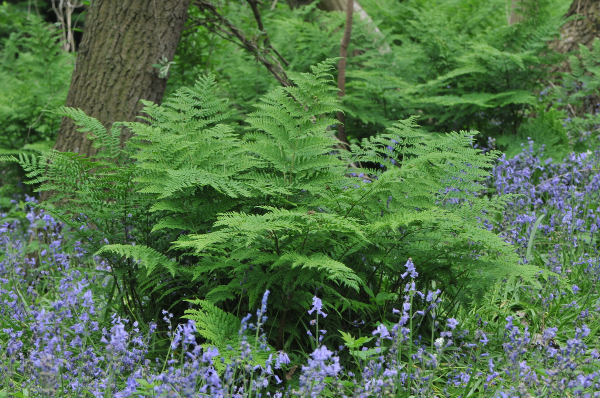 Dryopteris dilatata (door Hans Toetenel)