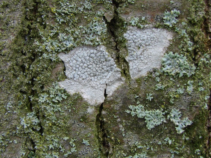 Lecanora carpinea (door Maarten Mandos)