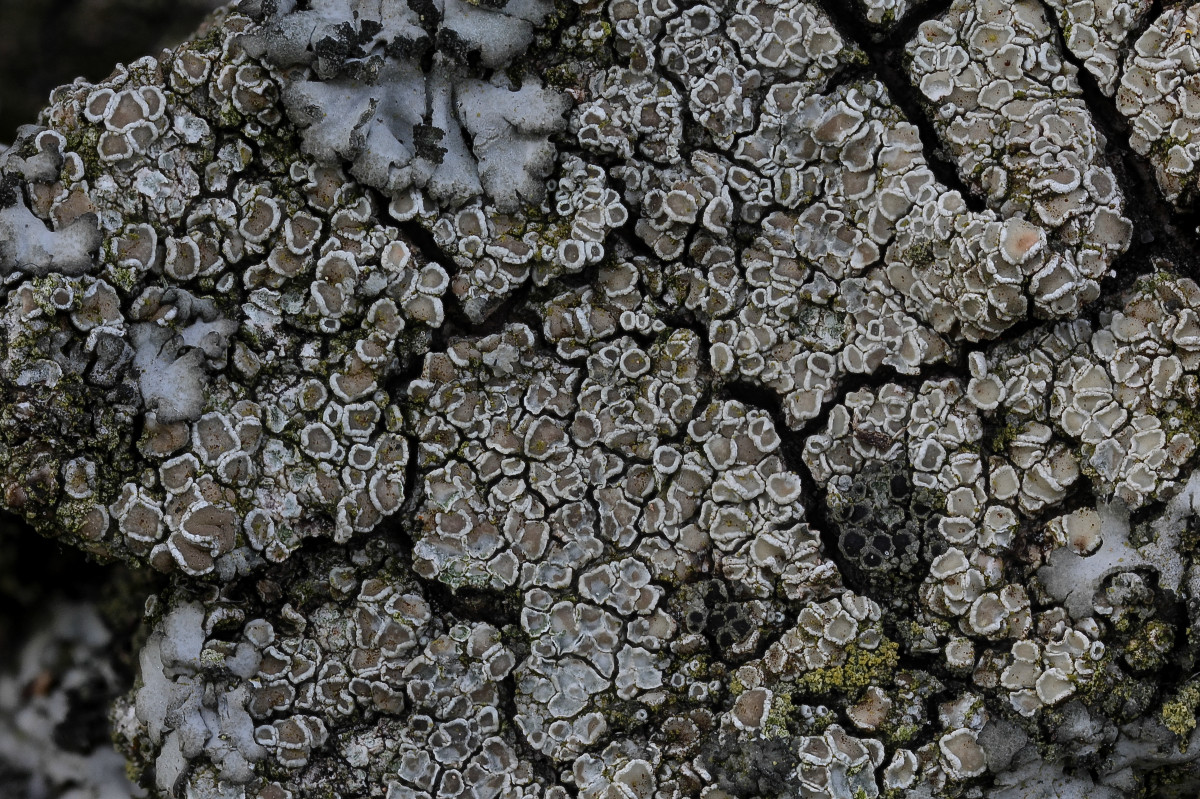 Lecanora dispersa (door Arjan de Groot)