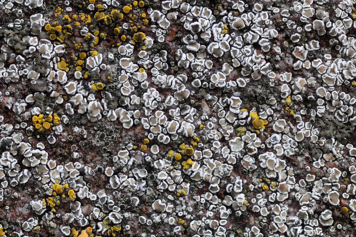 Myriolecis dispersa (door Arjan de Groot)