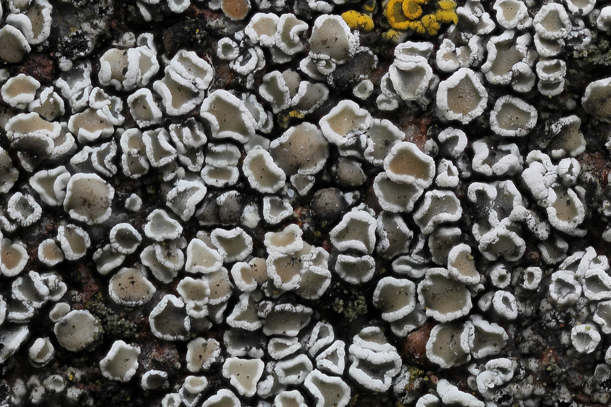 Lecanora dispersa (door Arjan de Groot)