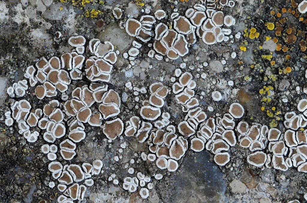 Lecanora dispersa (door Arjan de Groot)