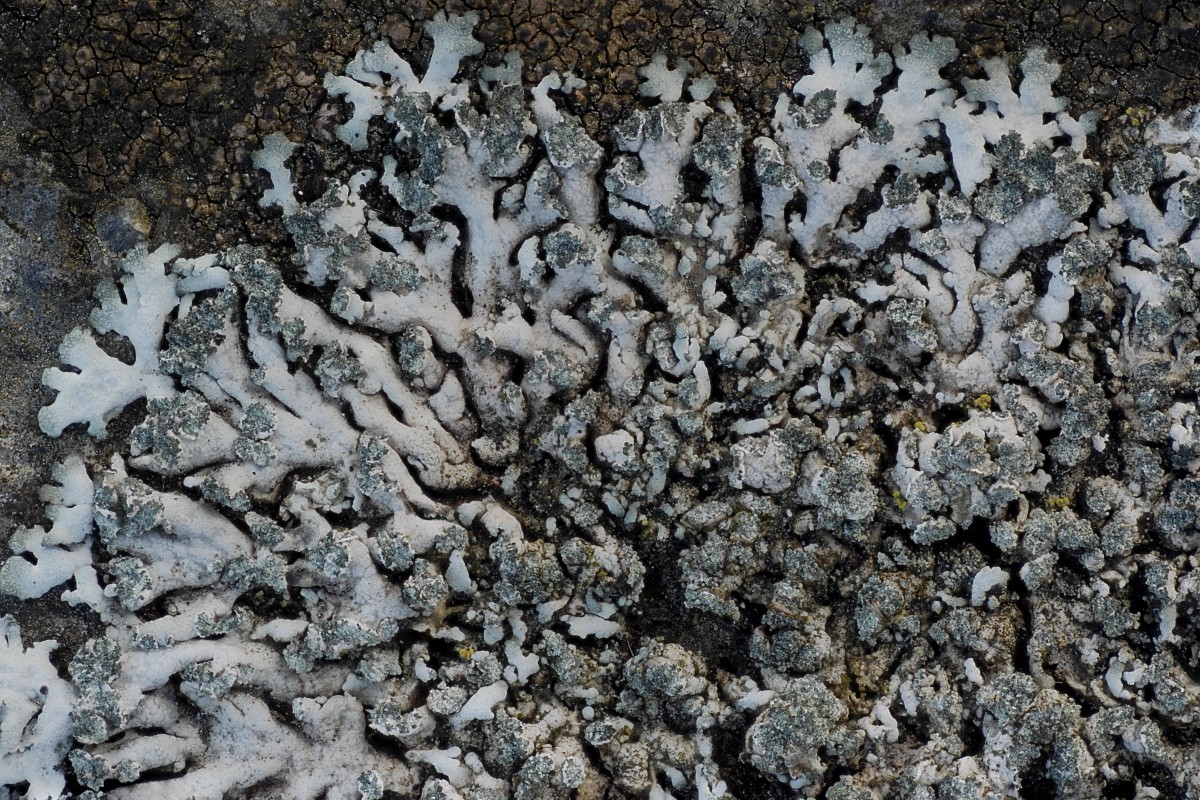 Physcia caesia (door Arjan de Groot)