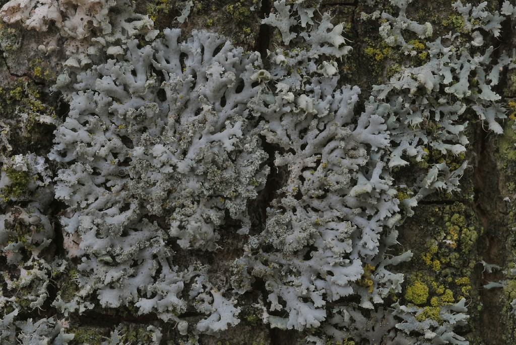 Physcia dubia (door Arjan de Groot)