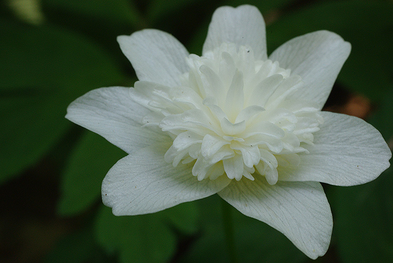 Anemone nemorosa (door Hans Adema)