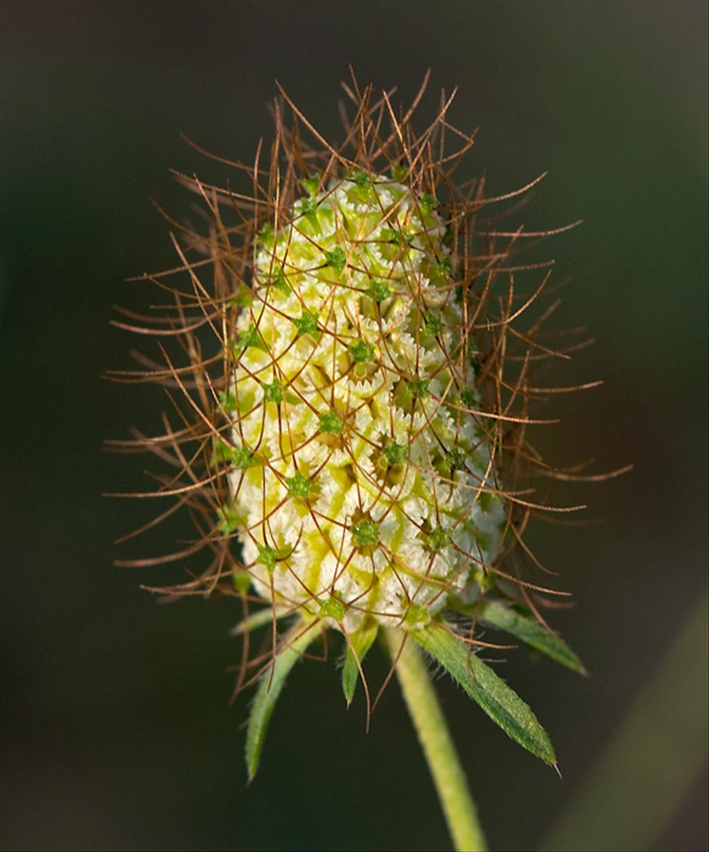 Scabiosa columbaria (door Wijnand van Buuren)