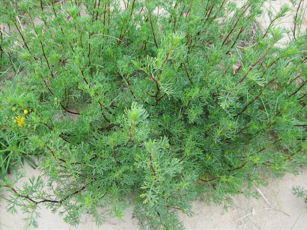 Artemisia campestris subsp. maritima (door Grada Menting)