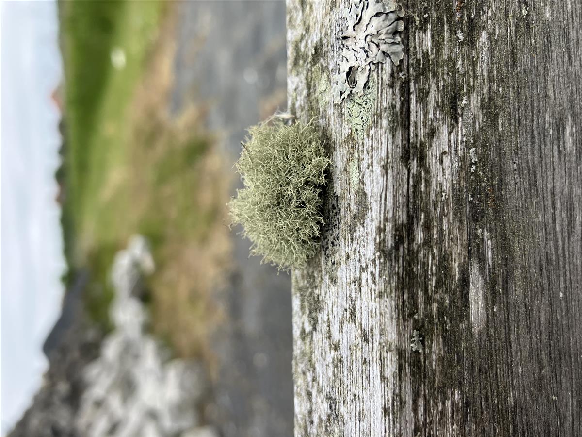 Usnea wasmuthii (door Jeroen Willems)