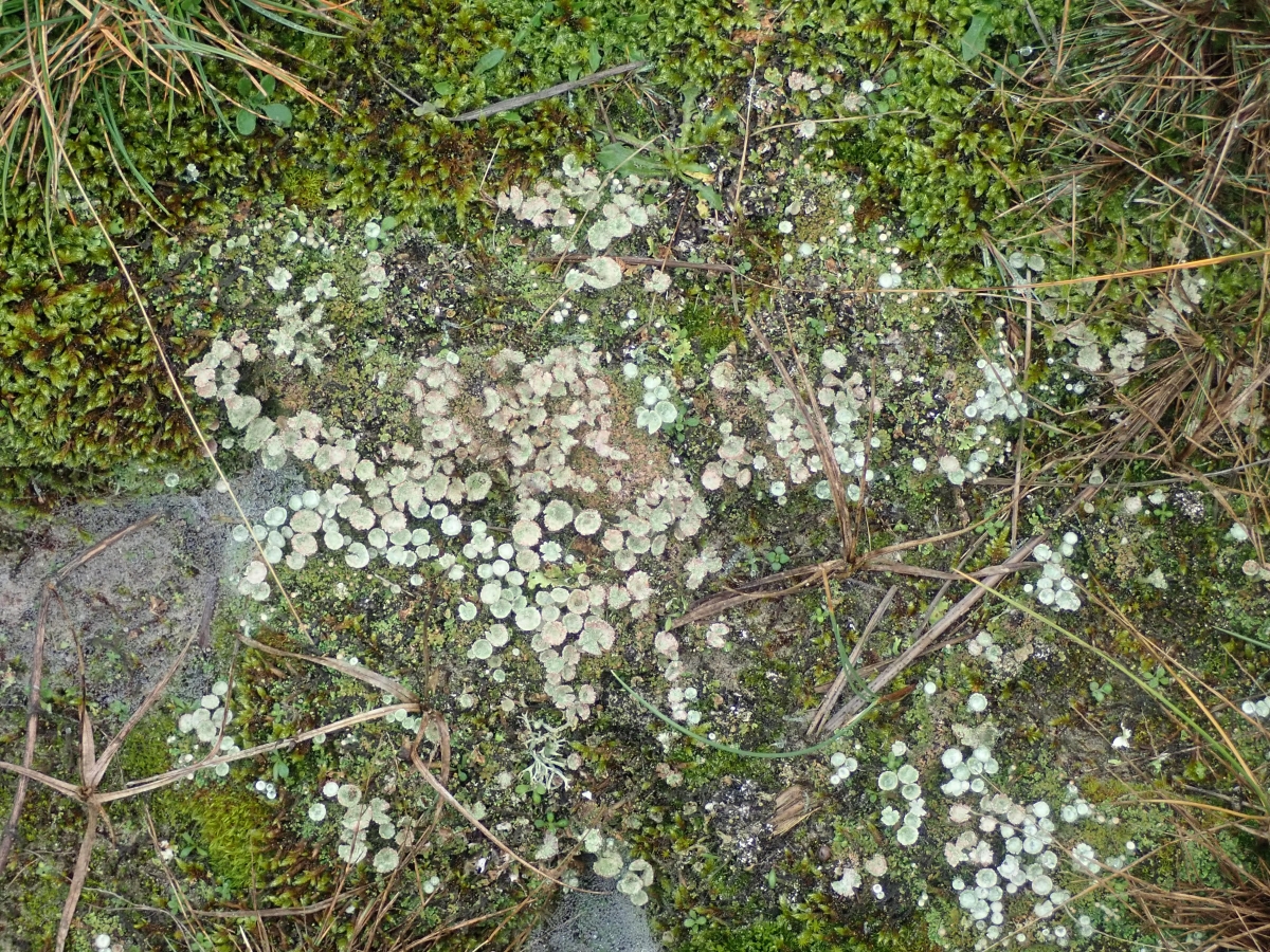 Cladonia pocillum (door Anna Kreffer)