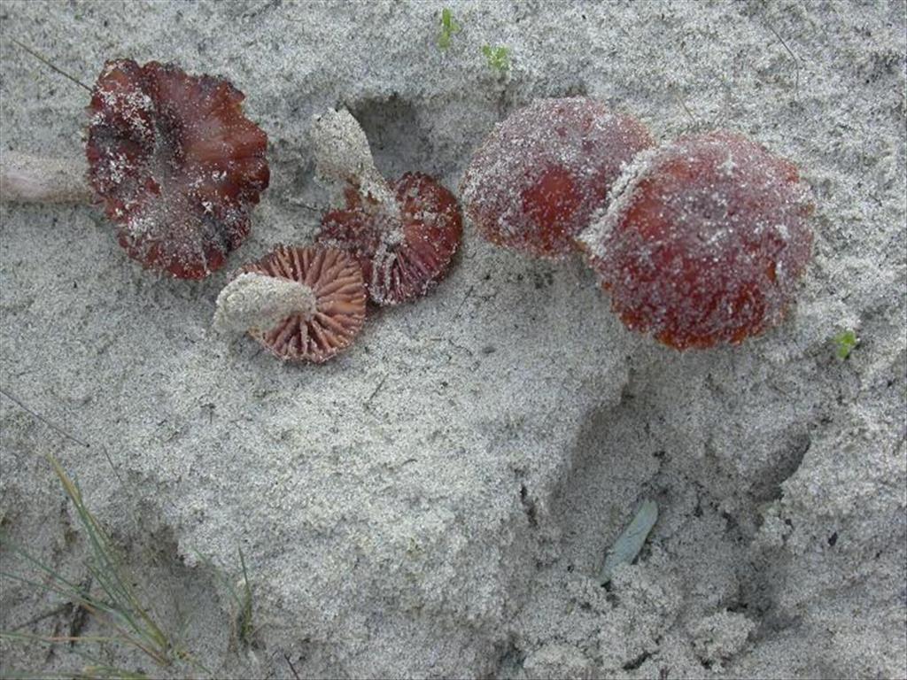 Laccaria maritima (door Evert Ruiter)