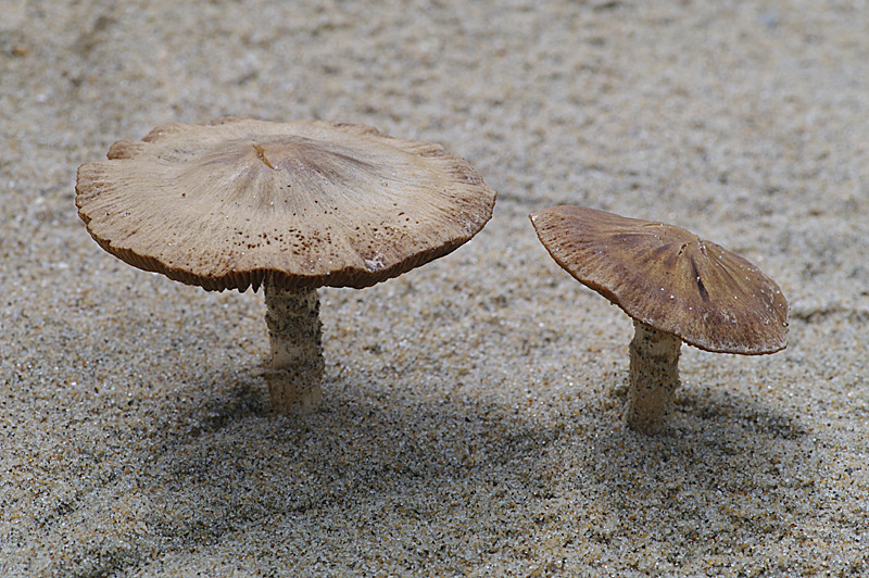 Psathyrella ammophila (door Hans Adema)