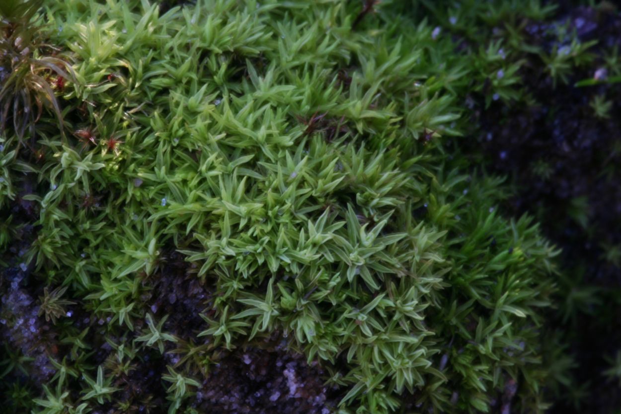 Tortella flavovirens (door Niko Buiten)