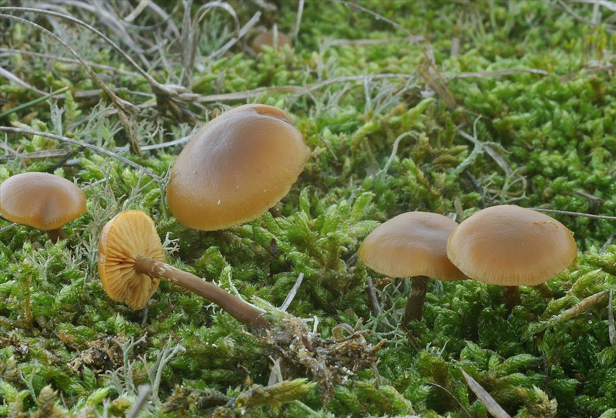 Galerina uncialis (door Henk Remijn)