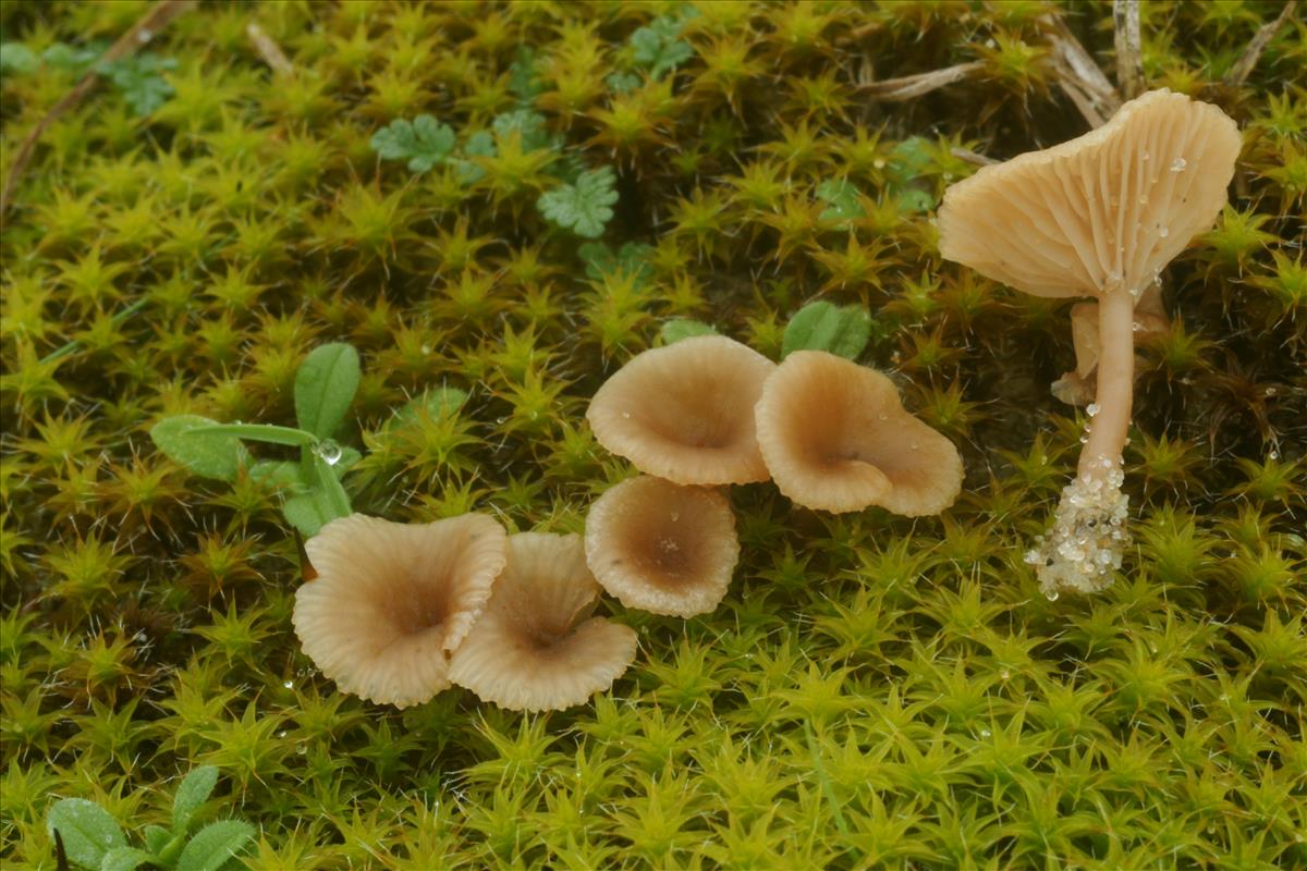 Omphalina galericolor (door Henk Remijn)