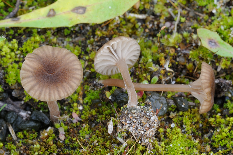 Omphalina galericolor var. galericolor (door Kik van Boxtel)