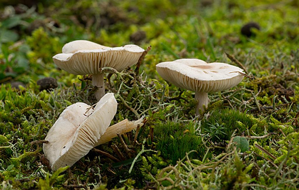 Lepiota erminea (door Hans Adema)