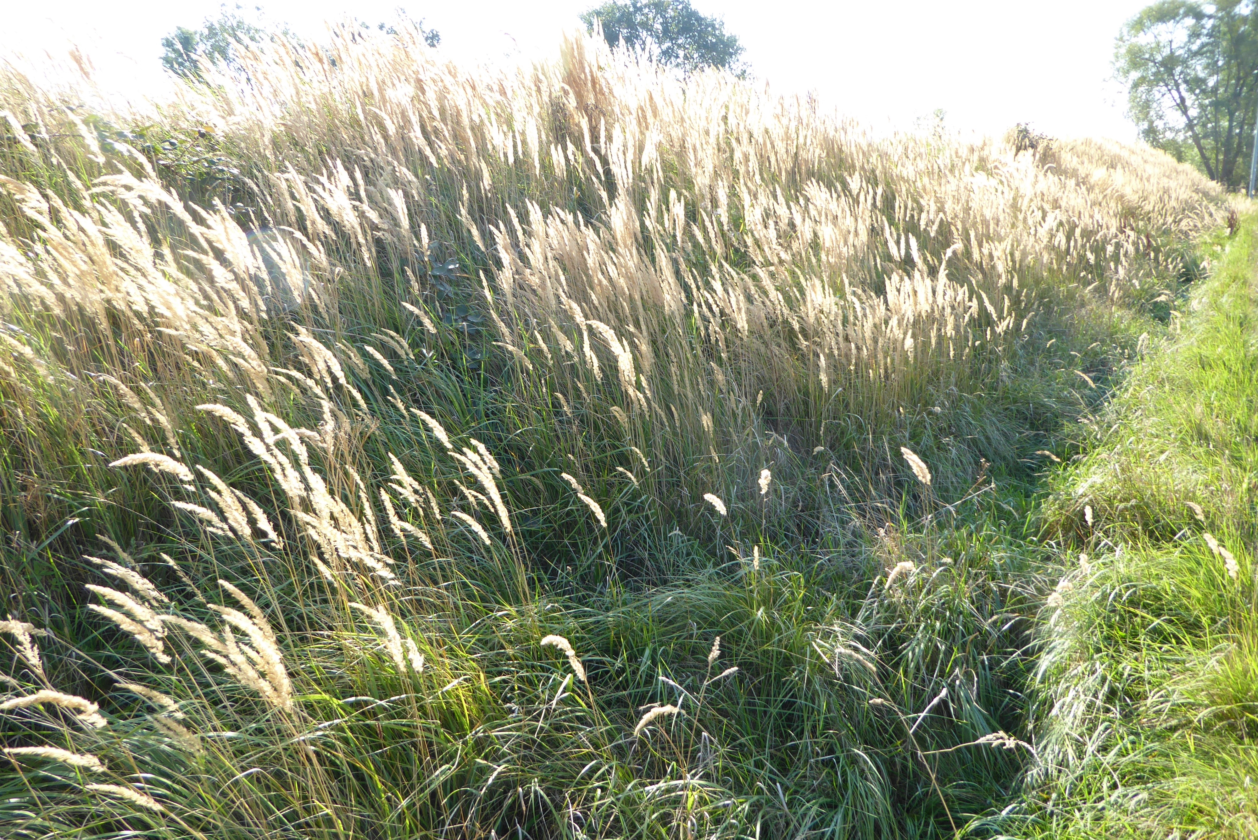 Calamagrostis epigejos (door Koen van Zoest)