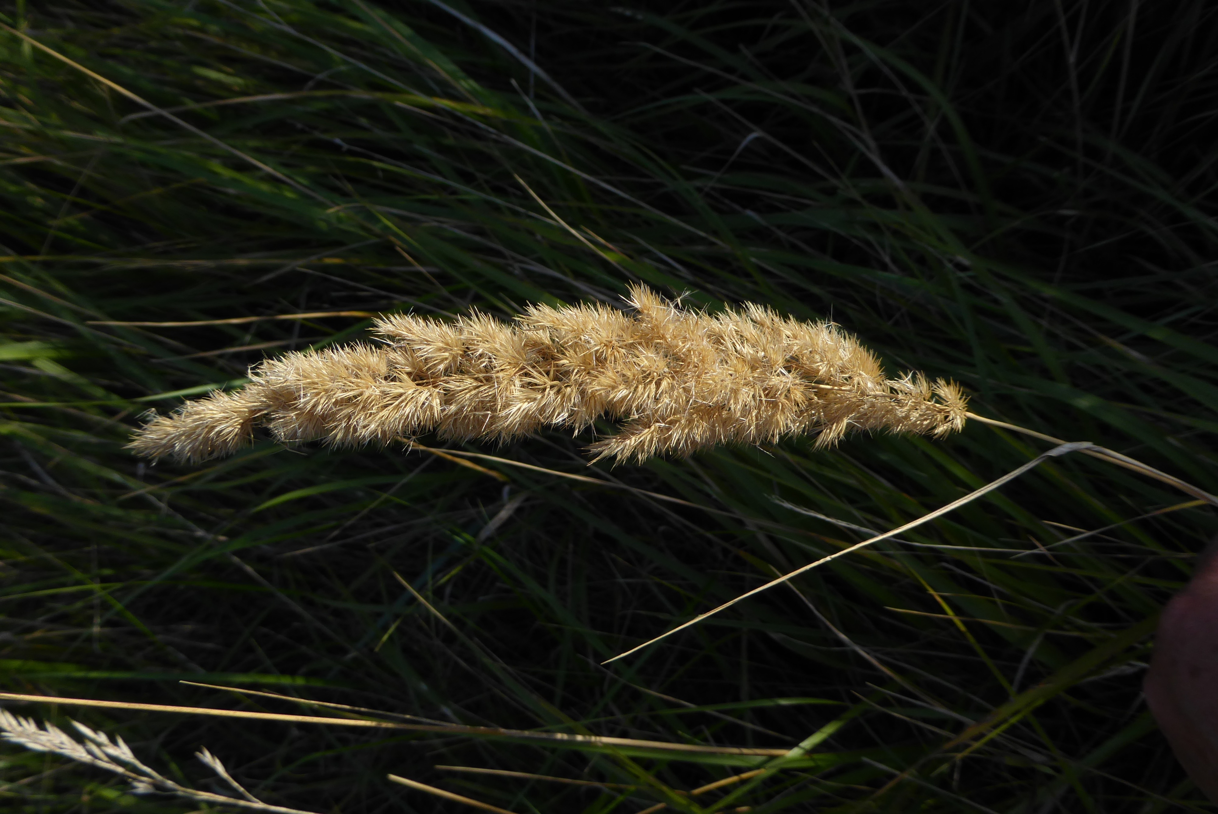 Calamagrostis epigejos (door Koen van Zoest)