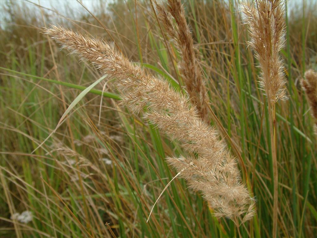 Calamagrostis epigejos (door Dick Kerkhof)