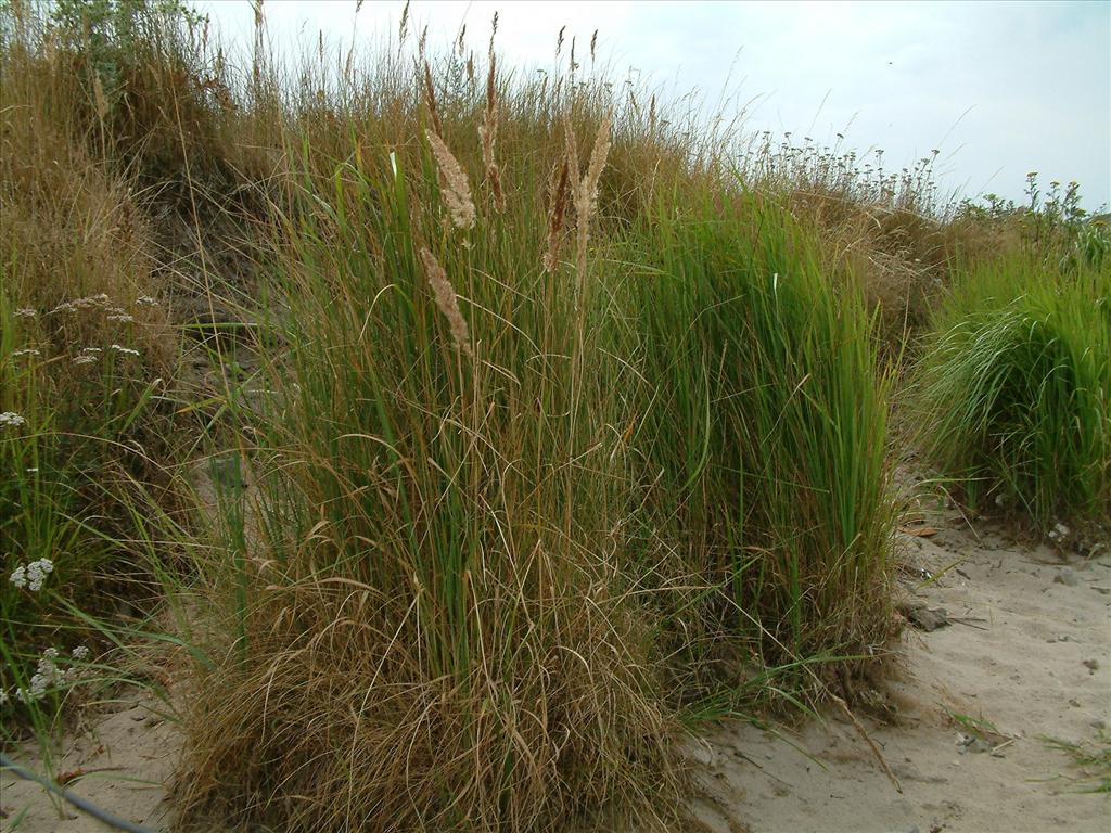 Calamagrostis epigejos (door Dick Kerkhof)