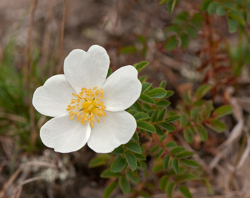 Rosa spinosissima (door Wijnand van Buuren)