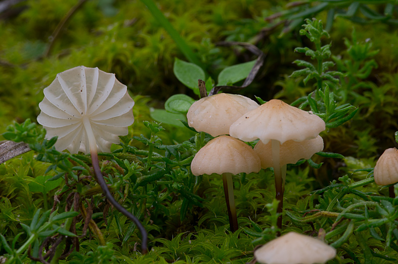 Marasmius anomalus (door Hans Adema)