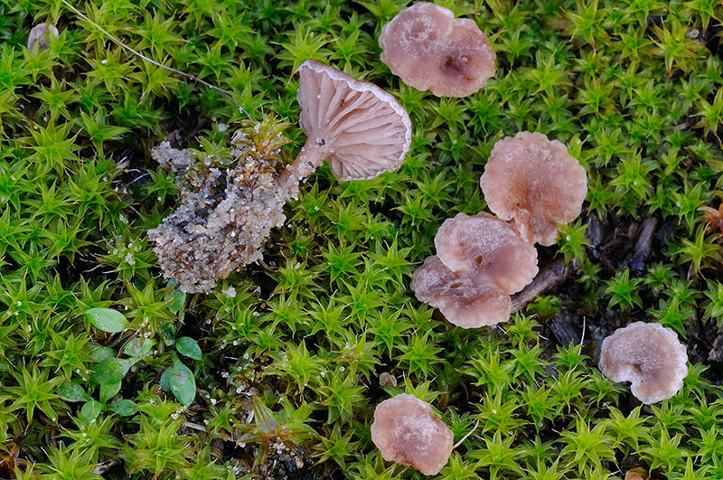 Omphalina galericolor var. lilacinicolor (door Kik van Boxtel)