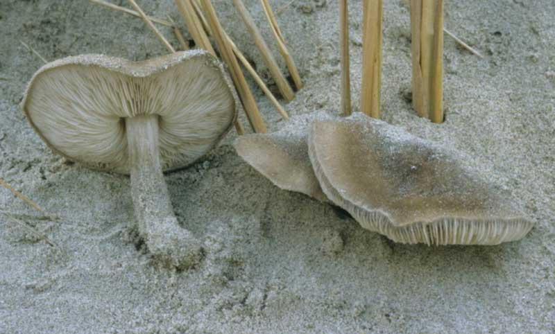 Melanoleuca cinereifolia (door Eef Arnolds)