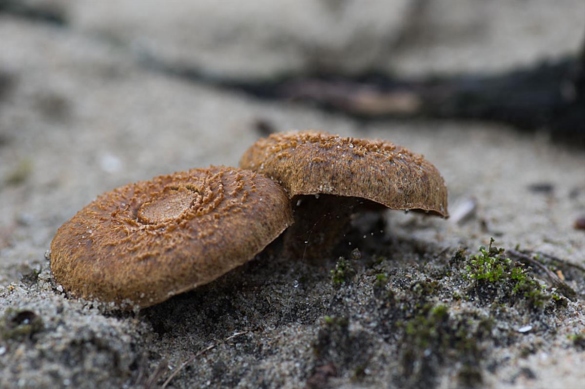 Inocybe heimii (door Hans Adema)