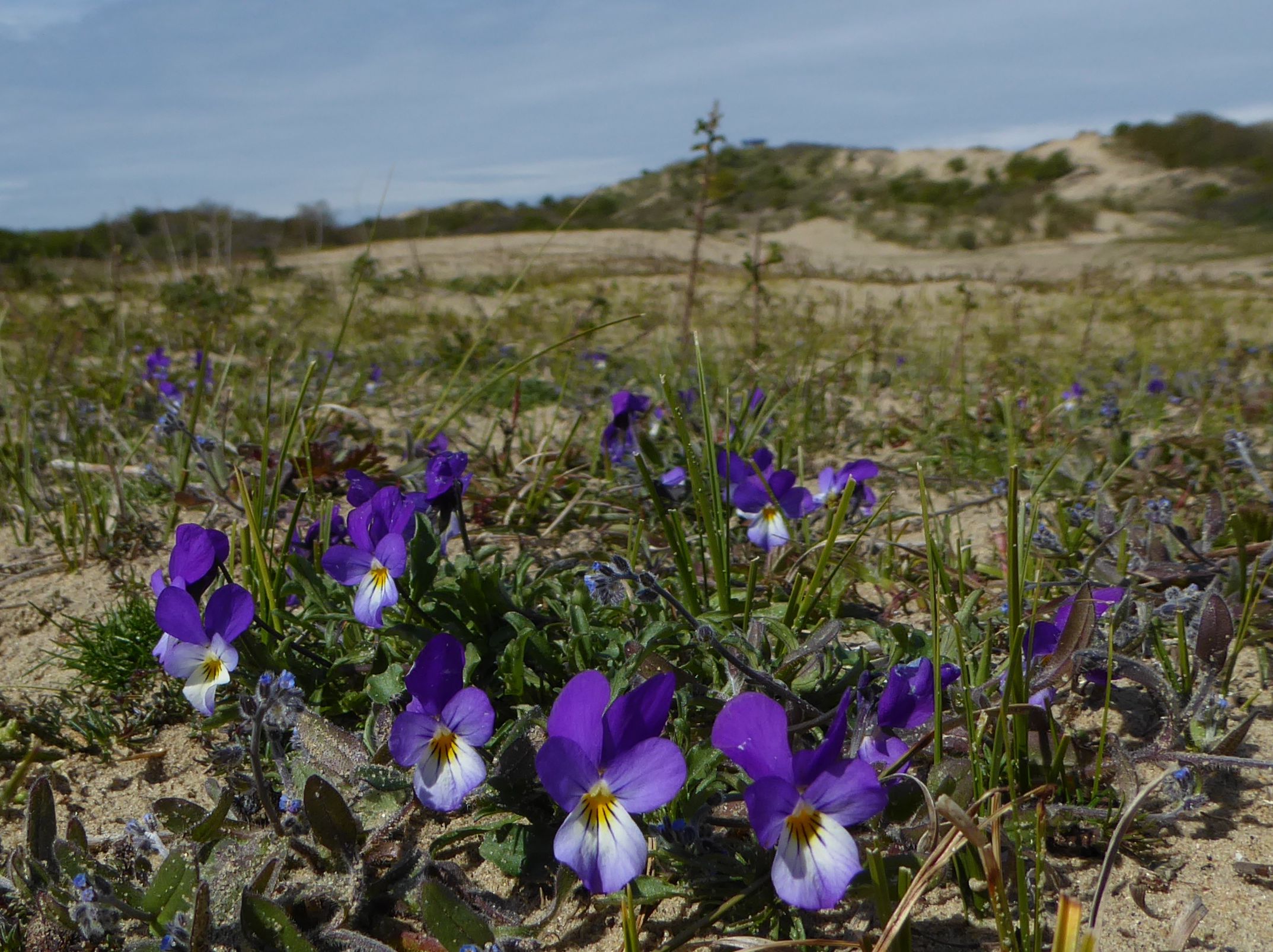 Viola tricolor subsp. curtisii (door Koen van Zoest)