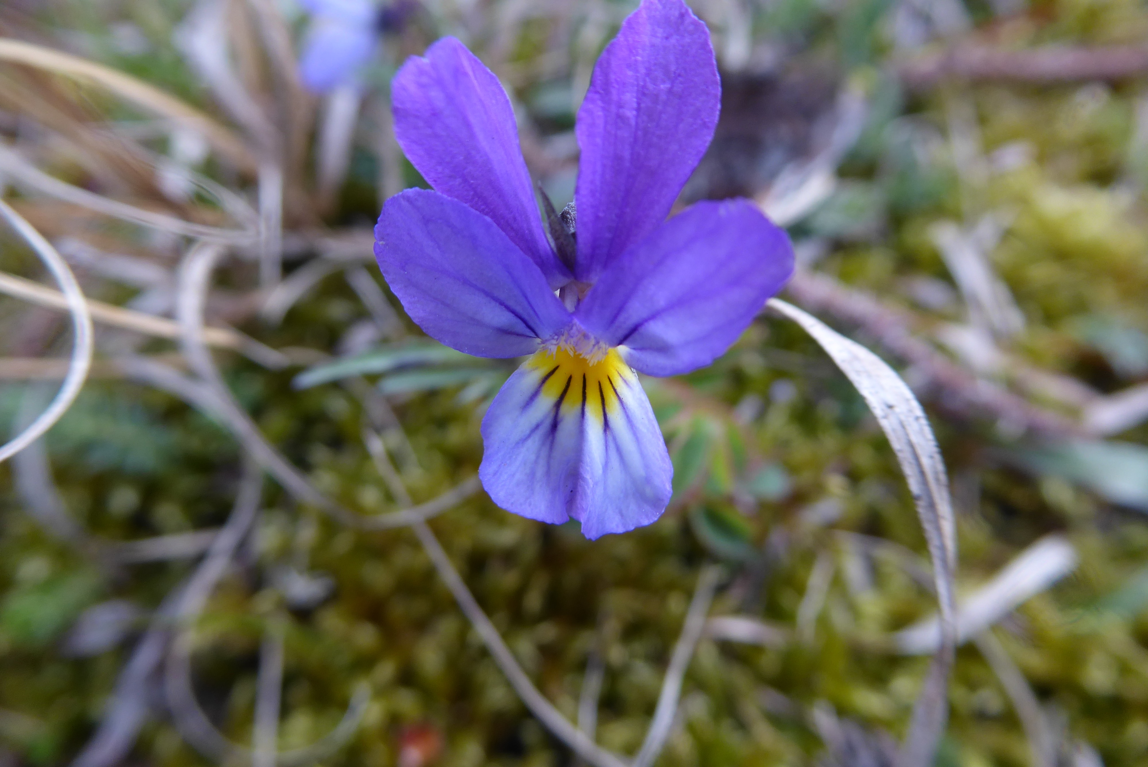 Viola tricolor subsp. curtisii (door Koen van Zoest)
