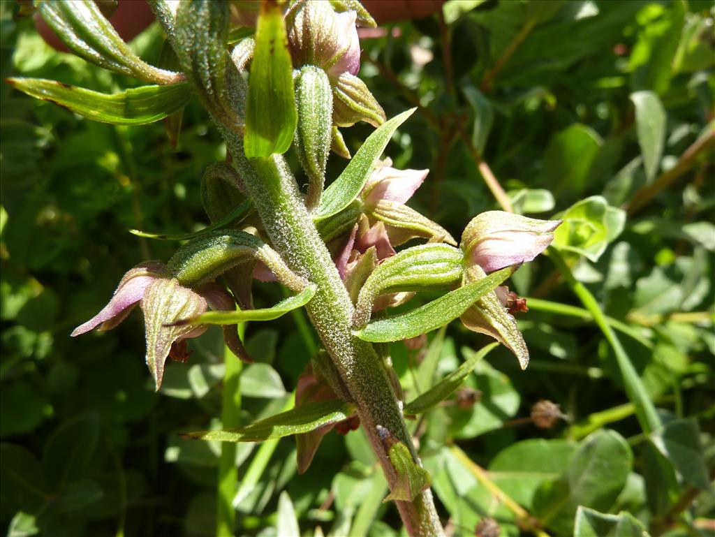 Epipactis helleborine subsp. neerlandica (door Koen van Zoest)