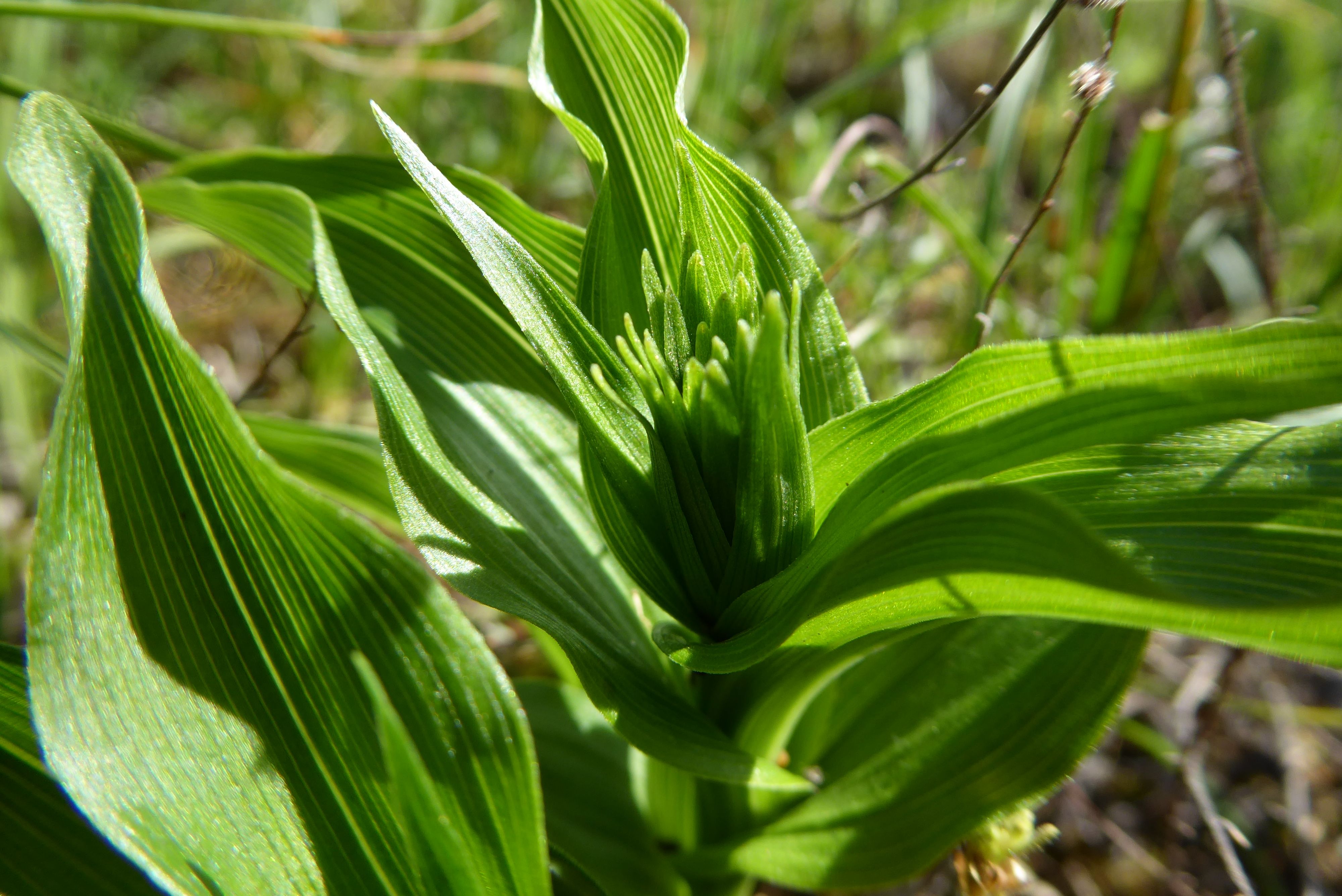 Epipactis helleborine subsp. neerlandica (door Koen van Zoest)