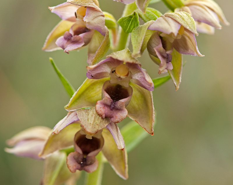 Epipactis helleborine subsp. neerlandica (door Wijnand van Buuren)