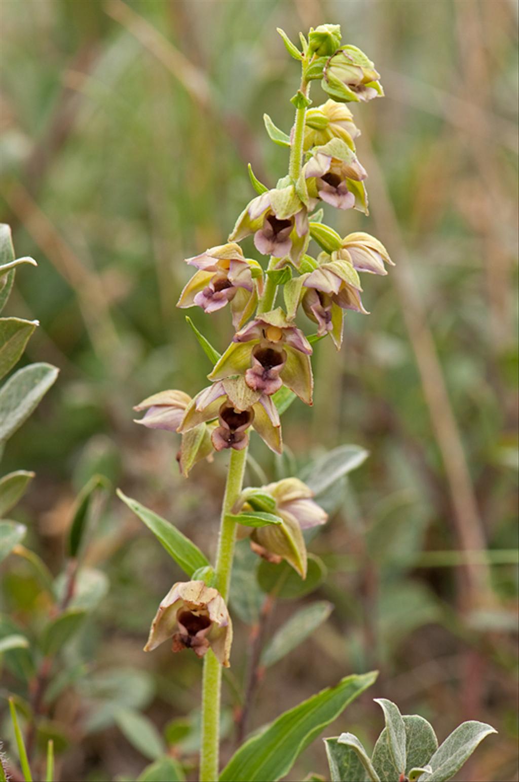 Epipactis helleborine subsp. neerlandica (door Wijnand van Buuren)