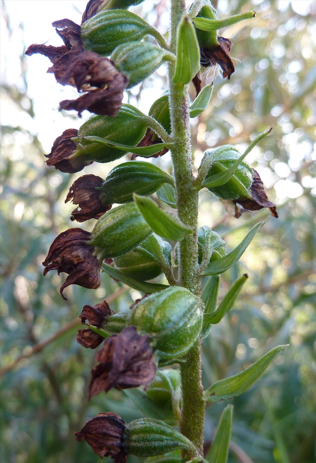 Epipactis helleborine subsp. neerlandica (door Koen van Zoest)