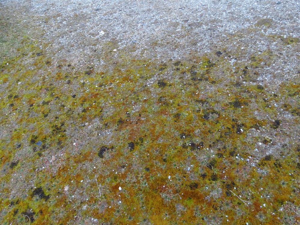Scytinium gelatinosum (door Theo Kiewiet)