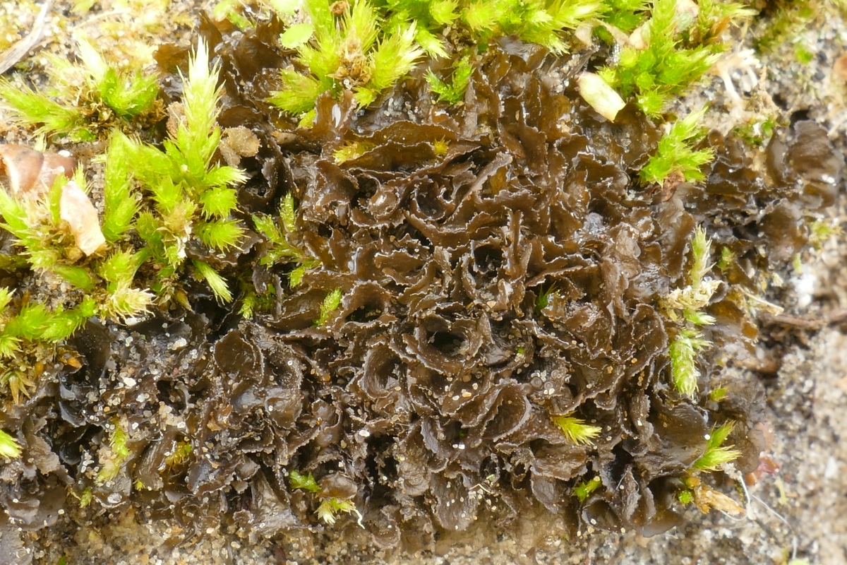 Scytinium gelatinosum (door Theo Westra)