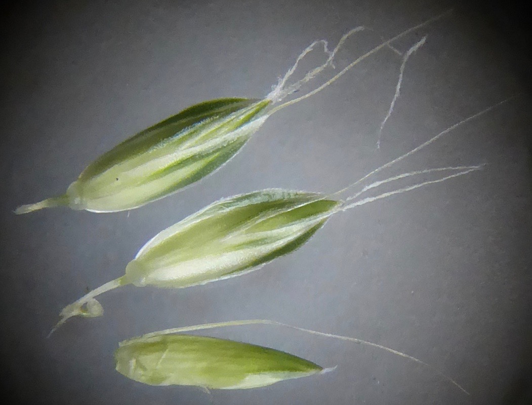 Alopecurus myosuroides (door Koen van Zoest)