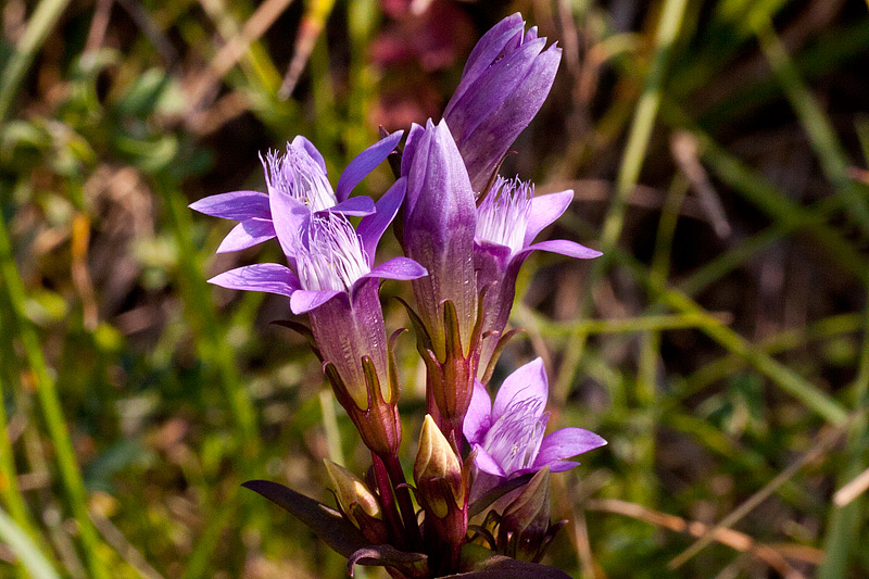 Gentianella germanica (door John Breugelmans)