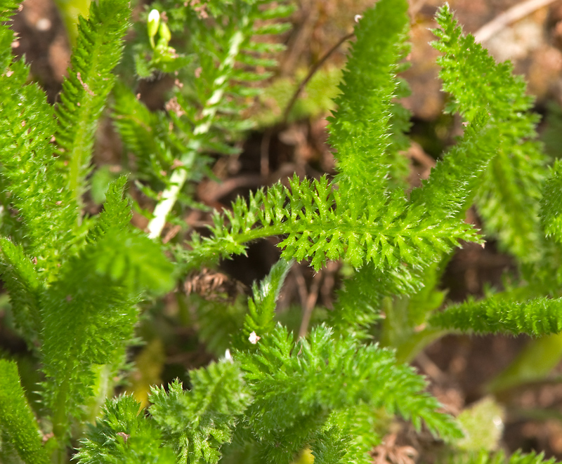 Achillea millefolium (door Wijnand van Buuren)