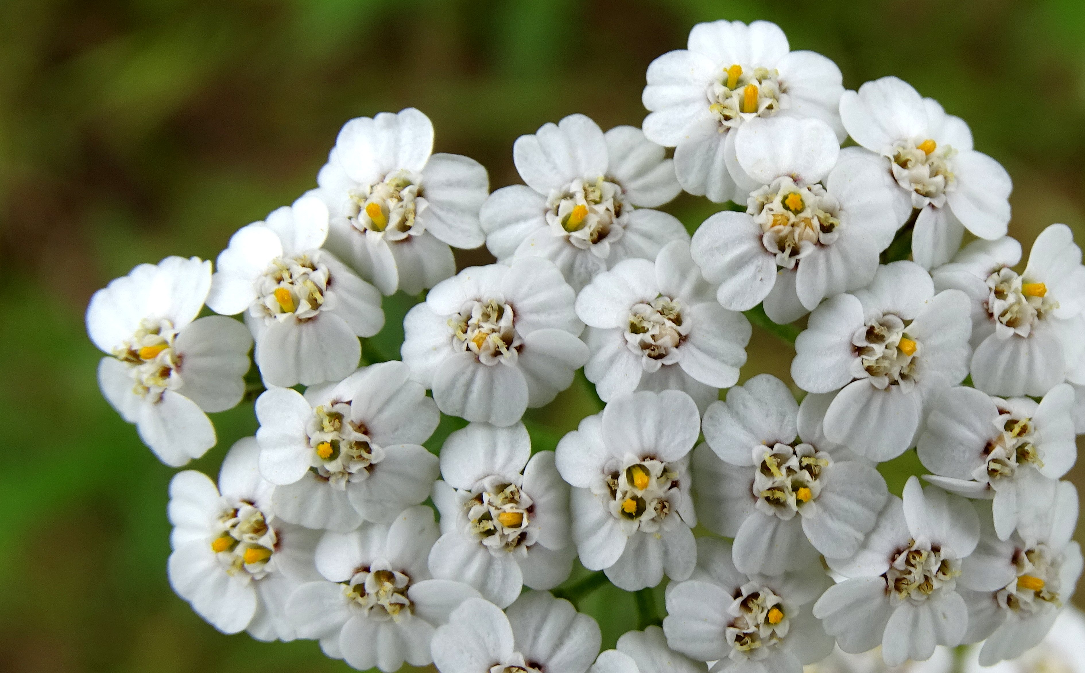 Achillea millefolium (door Bert Verbruggen)