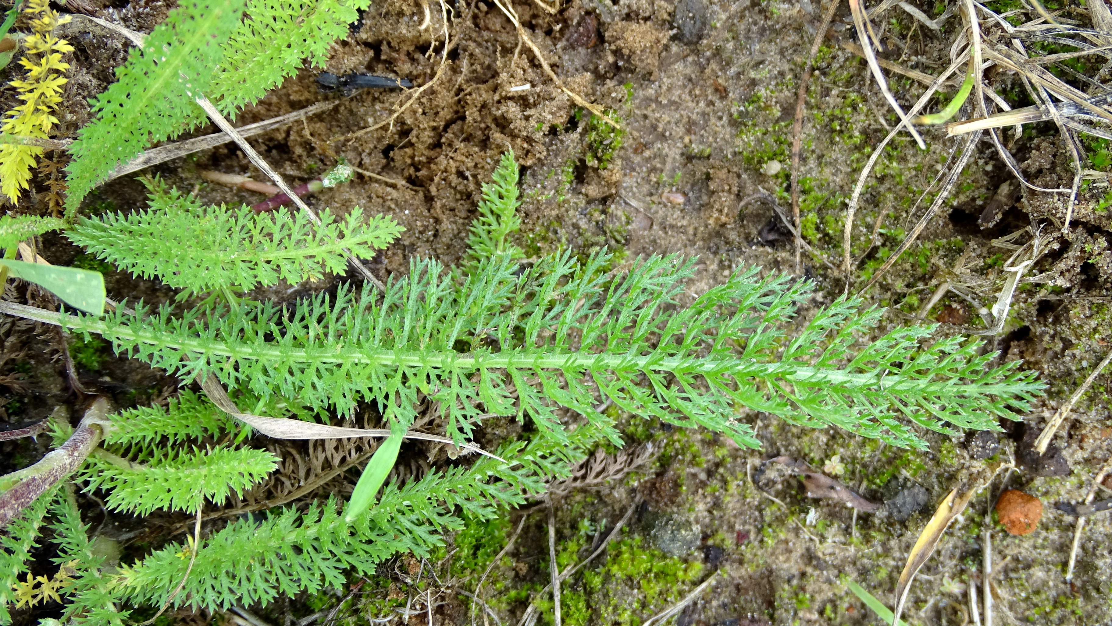 Achillea millefolium (door Bert Verbruggen)