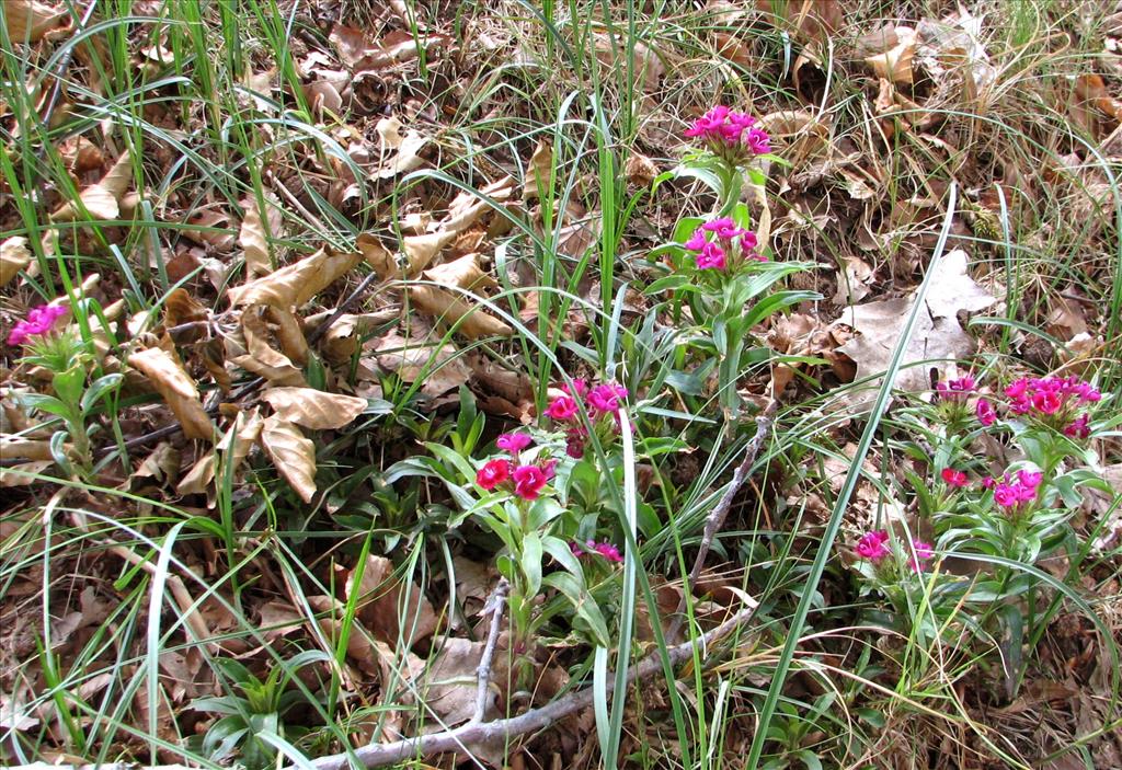 Dianthus barbatus (door Bert Verbruggen)