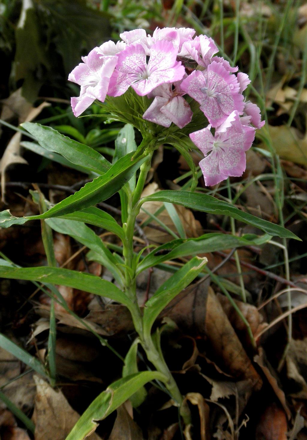 Dianthus barbatus (door Bert Verbruggen)