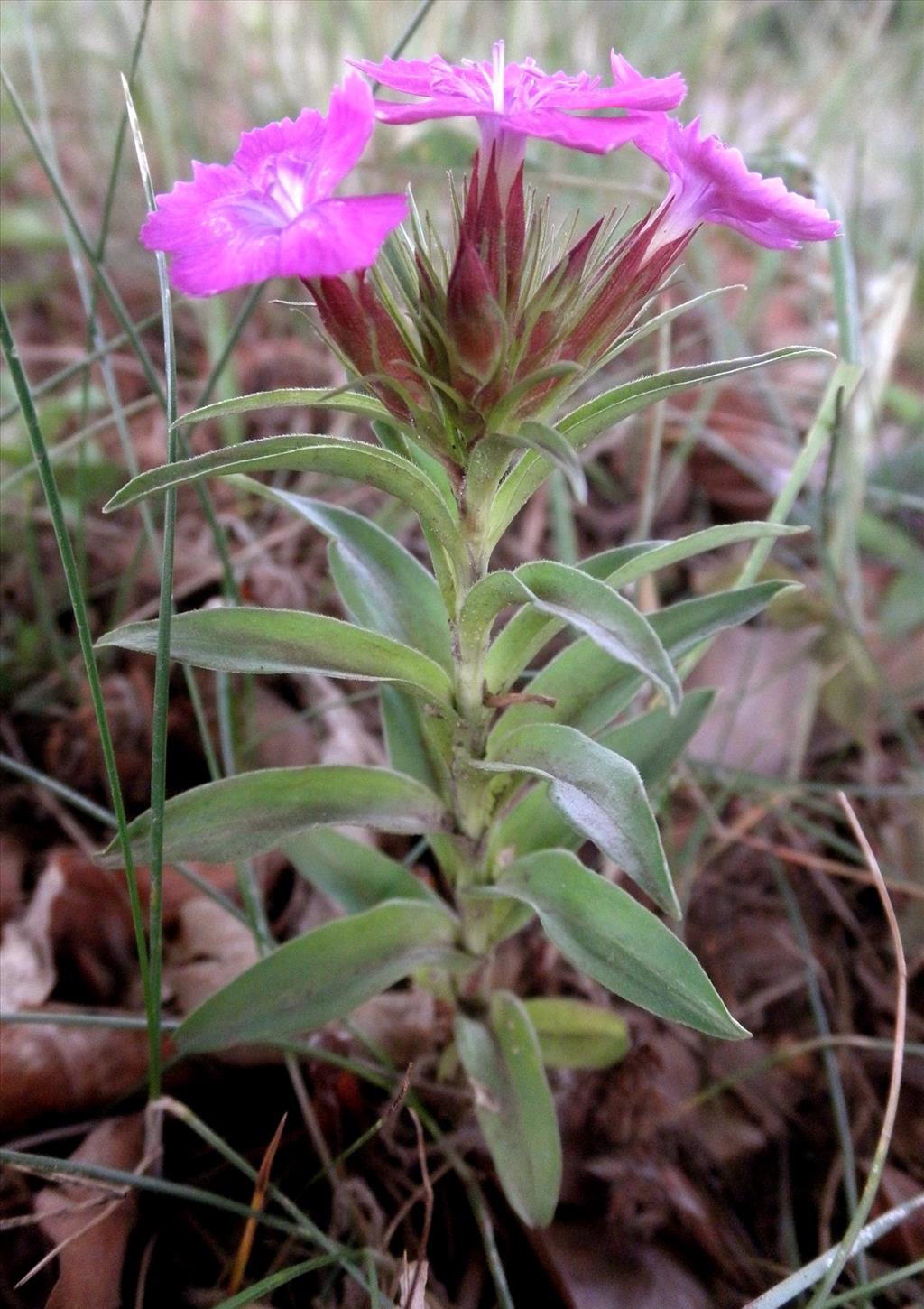 Dianthus barbatus (door Bert Verbruggen)