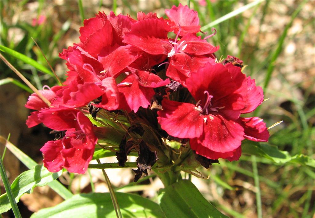 Dianthus barbatus (door Bert Verbruggen)